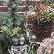 お庭のユーフォルビアリギダが満開です Gris Garden Plants お庭のユーフォルビアリギダが満開です Gris Garden Plants