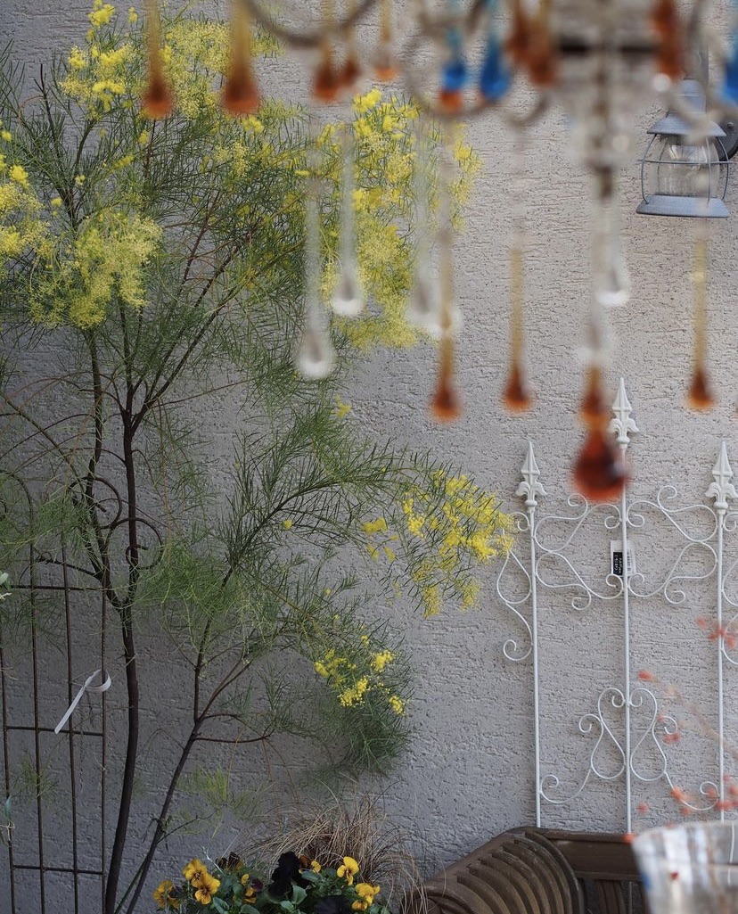 ミモザスノーウィーリバーが咲き始めました。 | gris garden plants