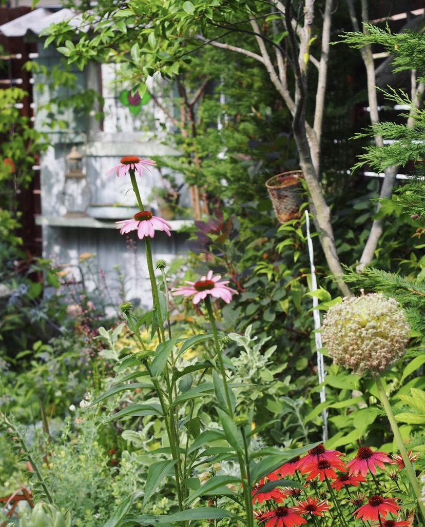大島緑花。 | gris garden plants 大島緑花。 | gris garden plants