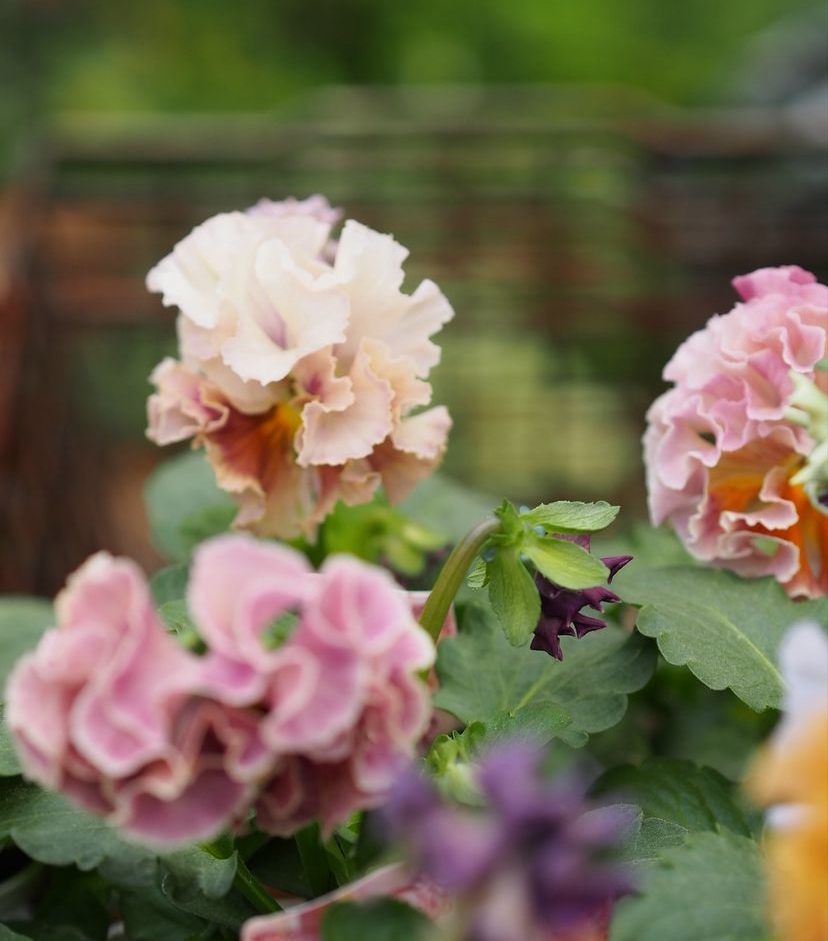 サトウ園芸さんの ローブドゥアントワネット 入荷 | gris garden plants