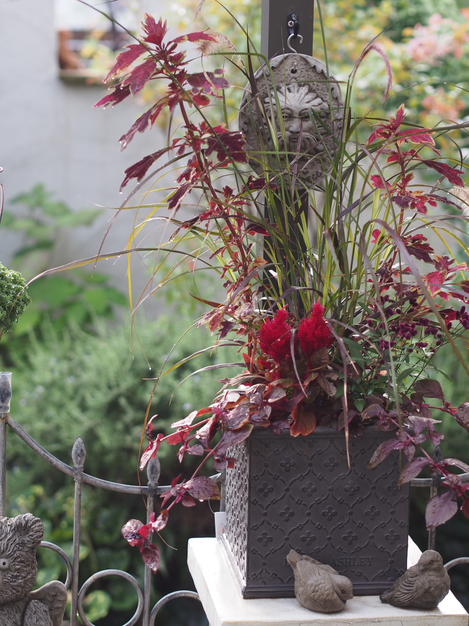 パープルファウンテングラスの寄せ植え🌿 | gris garden plants