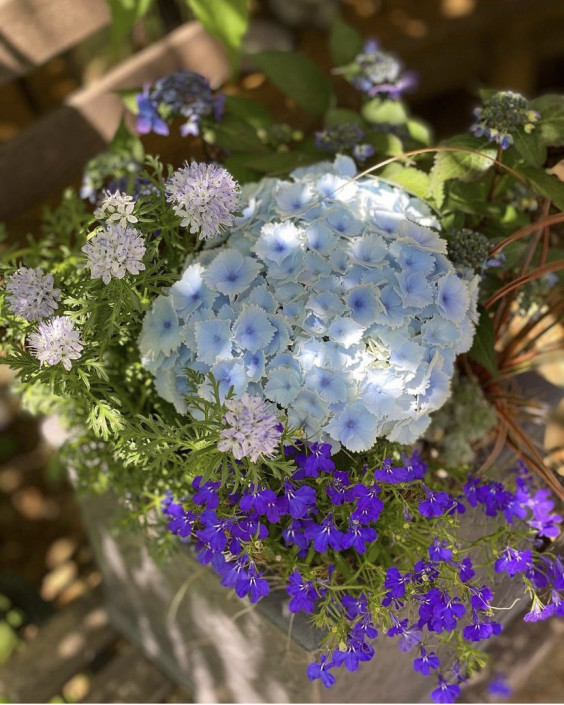 紫陽花の寄せ植え Gris Garden Plants