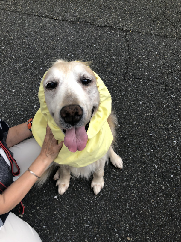 犬のスヌードエプロン ミシン借りたら 何作ろう