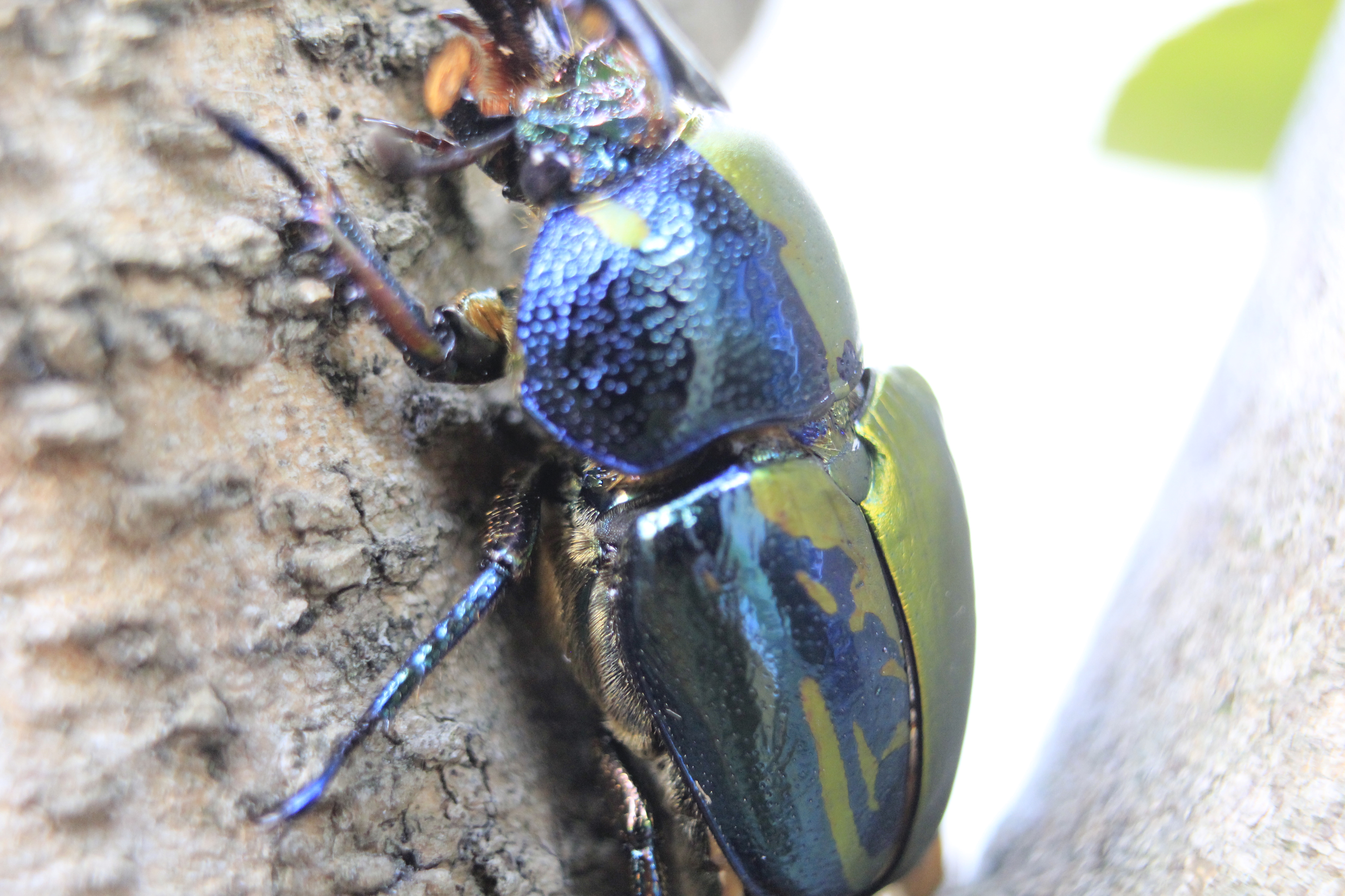 パプアキンイロクワガタ（雌雄モザイク個体） | Hunt&StagBeetle Breeding