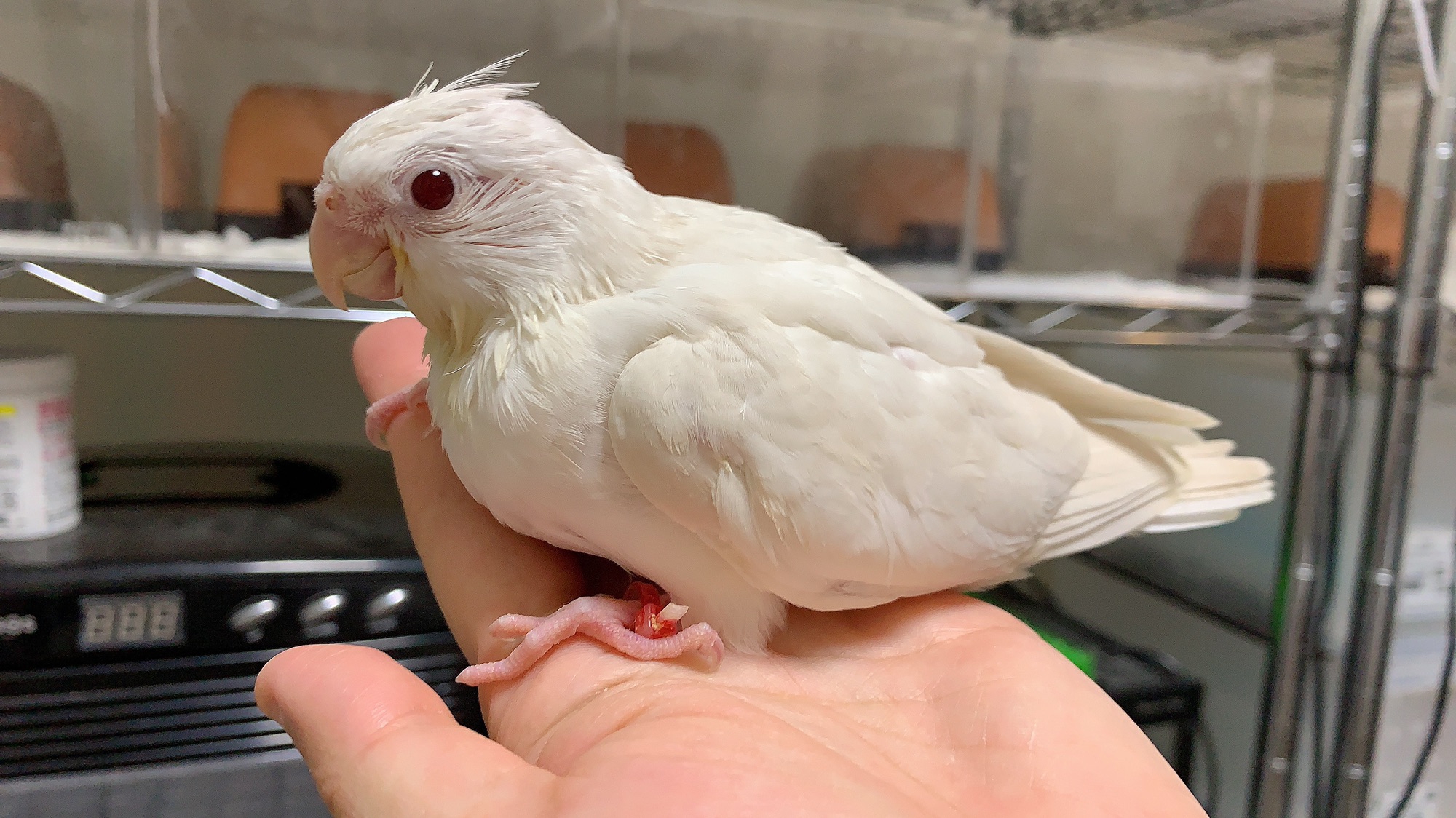 飼い主様募集 オカメインコ雛とおまけ Hime Luxe