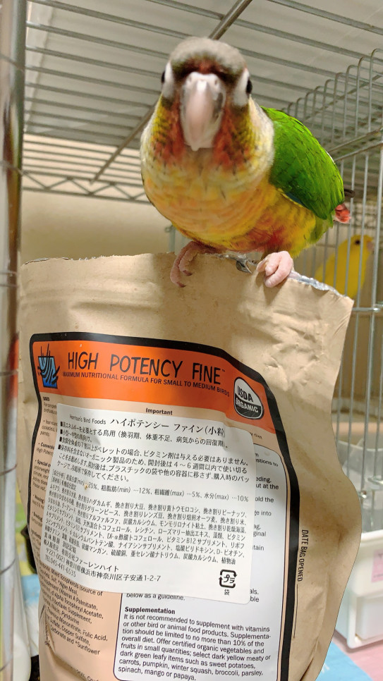 里親募集 ウロコインコワキコガネ Hime Luxe 里親募集 ウロコインコワキコガネ Hime Luxe