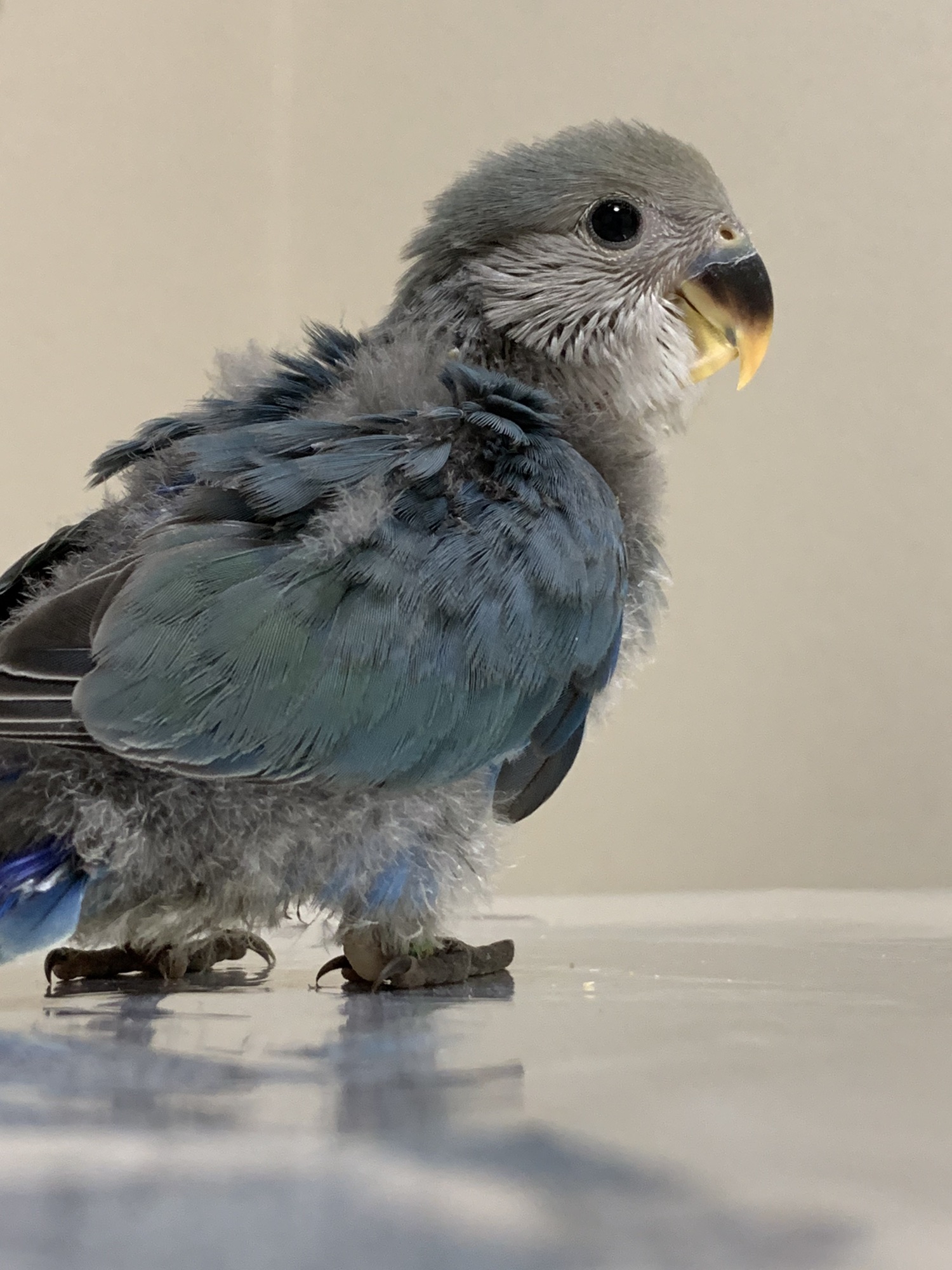 専用ページです※nanaamie様ご依頼のコザクラインコちゃんです♪羊毛