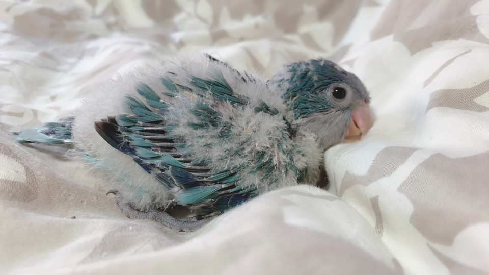 里親募集 オキナインコブルー Hime Luxe 里親募集 オキナインコブルー Hime Luxe
