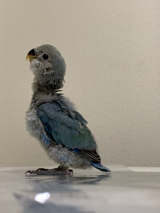 里親さま募集中 コザクラインコ雛 Hime Luxe 里親さま募集中 コザクラインコ雛 Hime Luxe