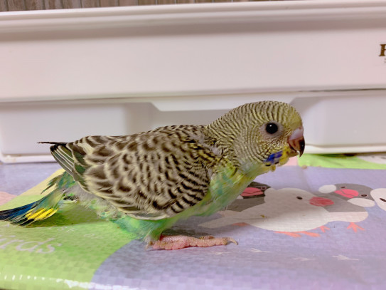 セキセイインコ雛 Hime Luxe セキセイインコ雛 Hime Luxe