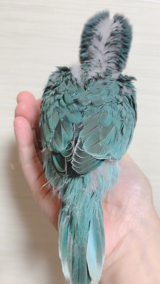 里親募集 オキナインコ デグー おまけ Hime Luxe 里親募集 オキナインコ デグー おまけ Hime Luxe