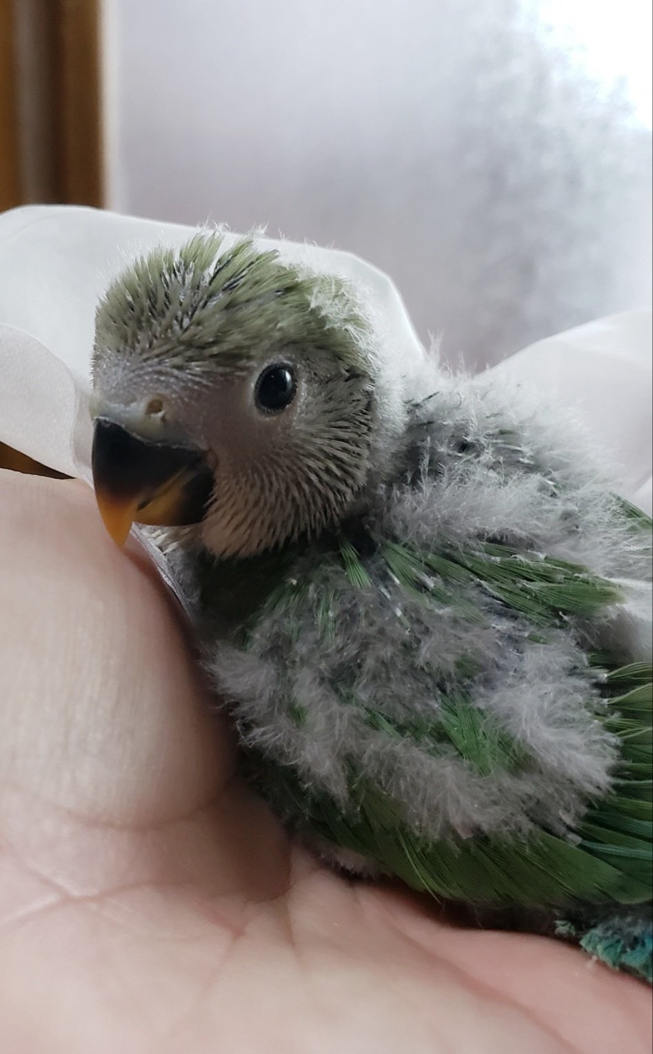 飼い主様募集 コザクラインコ雛 Hime Luxe 飼い主様募集 コザクラインコ雛 Hime Luxe