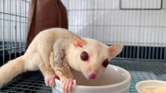 モモンガの日常 Hime Luxe