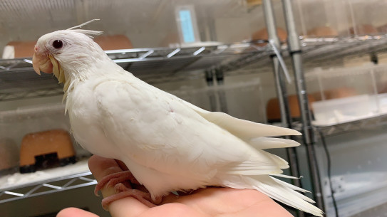 飼い主様募集 オカメインコ雛とおまけ Hime Luxe 飼い主様募集 オカメインコ雛とおまけ Hime Luxe