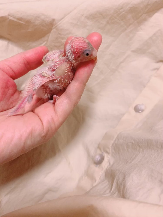 セキセイインコ雛がきました Hime Luxe