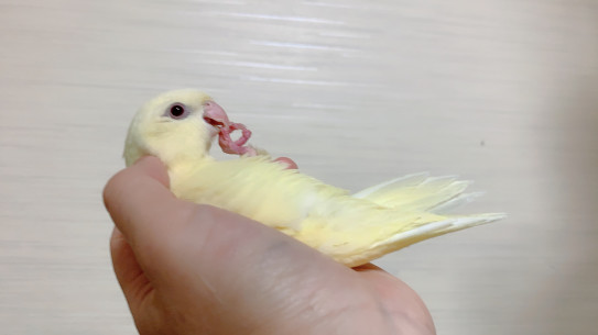 里親募集 サザナミインコ クリームイノ Hime Luxe