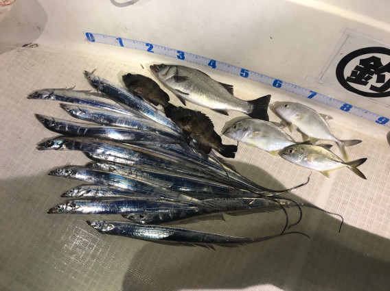 激レア 太刀魚捕食シーン 名古屋港ボートシーバスガイド Edge エッジ