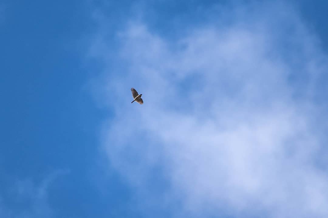 Image showcasing Image result for bird ladder hangers for macaws