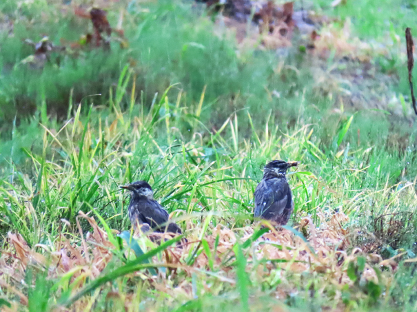 雨の日のムクドリ 野鳥サボり中 彩とりどり