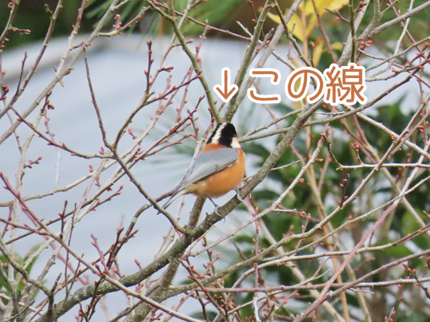 ヤマガラのオスメスって 彩とりどり