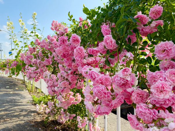 綺麗な花が咲いていました 彩とりどり