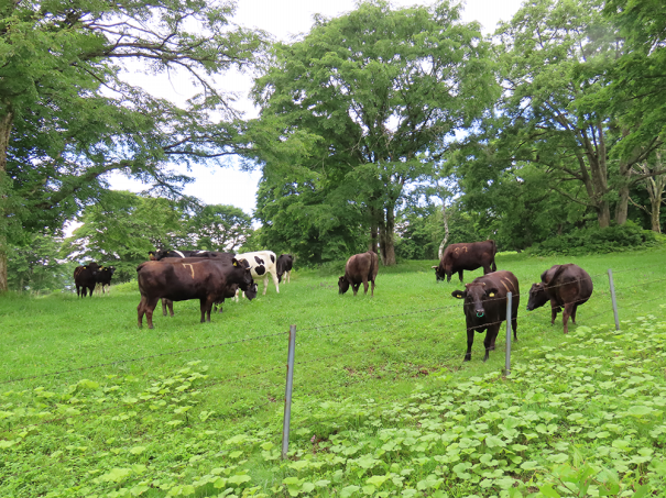 妙高 笹ヶ峰は未知の世界だった 前編 彩とりどり