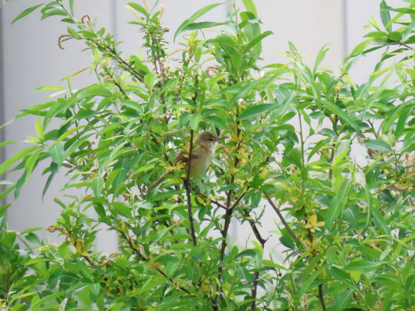 キッチンの窓からムクドリのお子様 彩とりどり