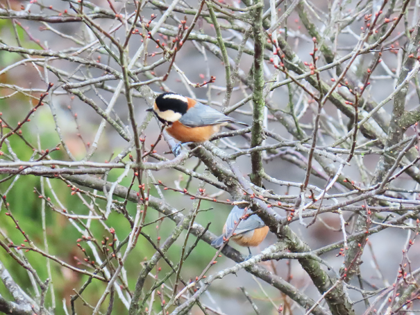 ヤマガラのオスメスって 彩とりどり