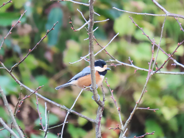 ヤマガラのオスメスって 彩とりどり