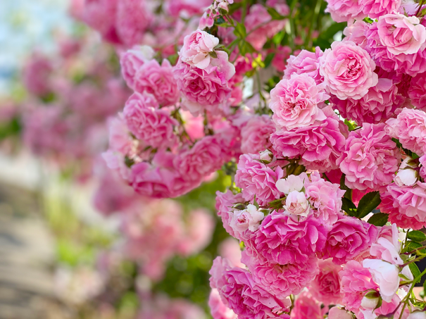 綺麗な花が咲いていました 彩とりどり