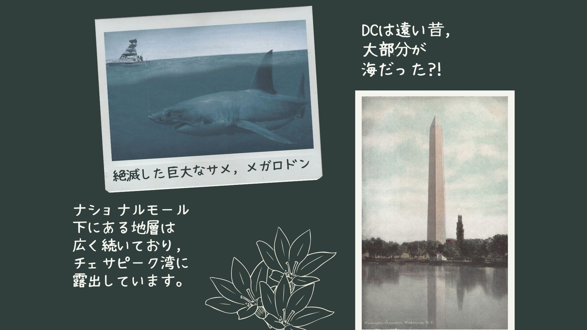 DCで化石発掘?!中世紀の化石取り体験｜週末のちょっと遠出 | DC Portal