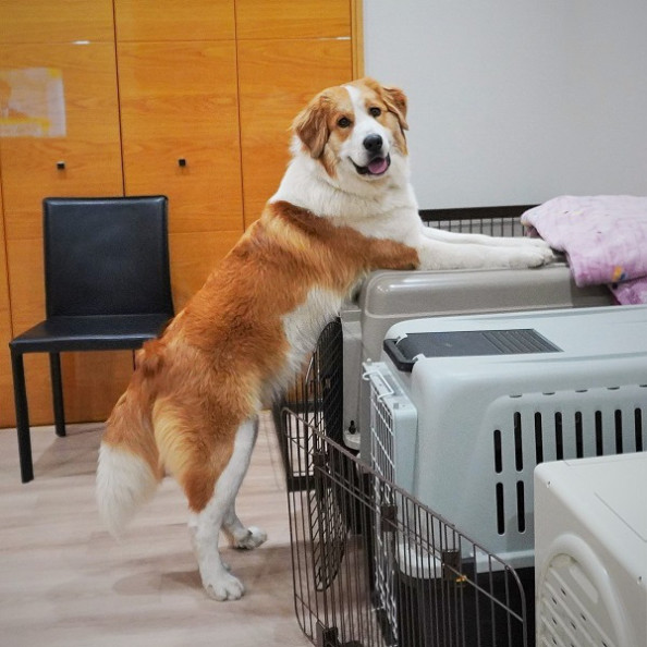 ご利用ありがとうございました 河口湖 犬のお預かり しつけ相談 リフレーミング