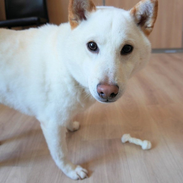 サスケくん 河口湖 犬のお預かり しつけ相談 リフレーミング