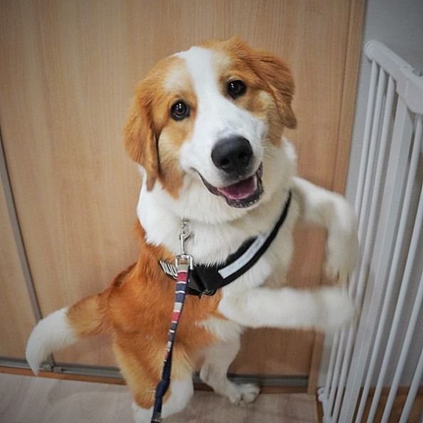 ご利用ありがとうございました 河口湖 犬のお預かり しつけ相談 リフレーミング