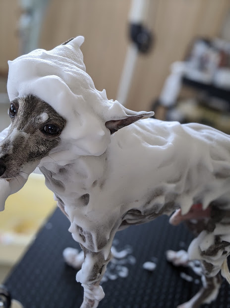 ラテスパ Dog Fan ラテスパ Dog Fan