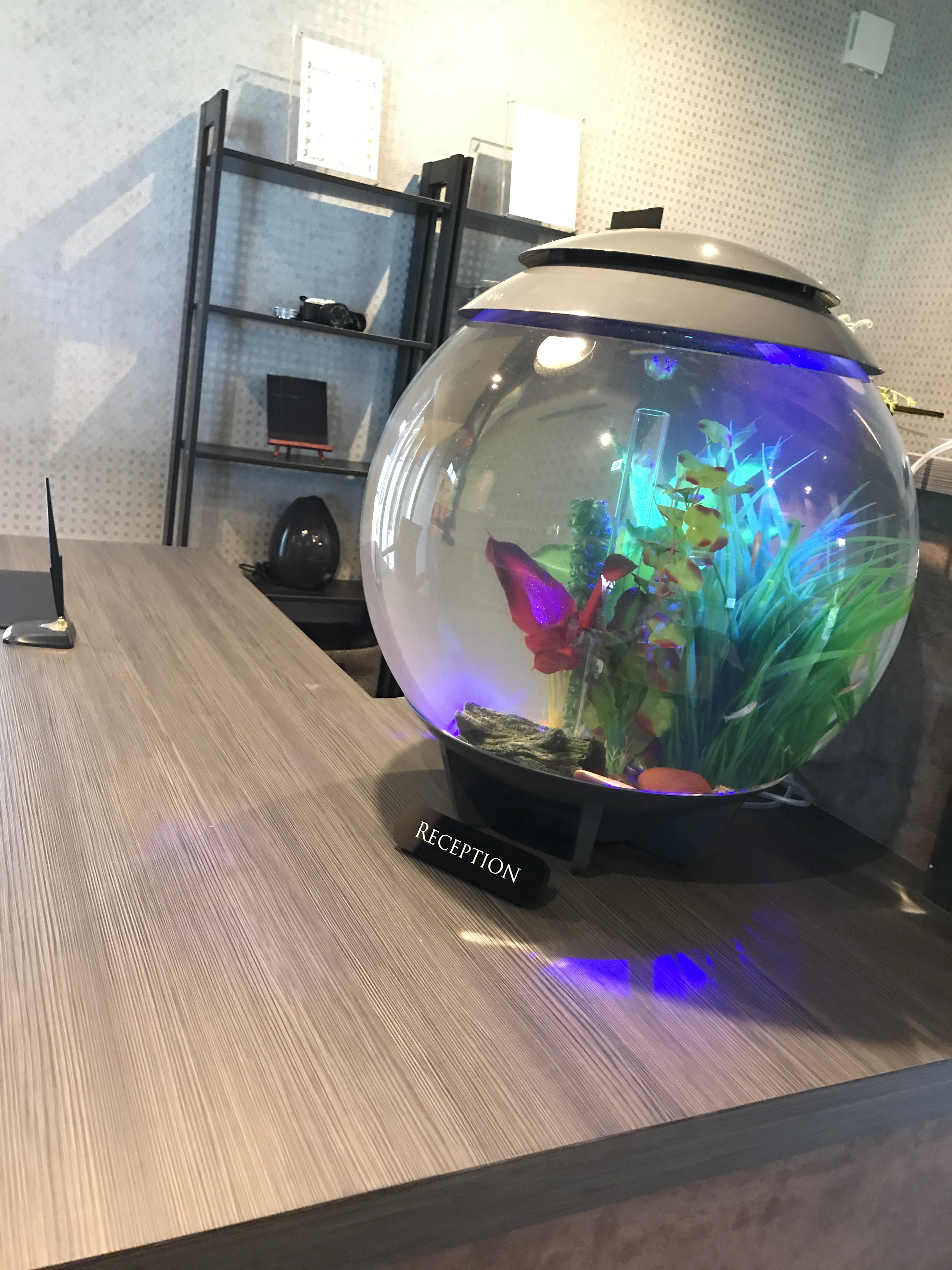 室内搬入設置無料 新品球体水槽 BiOrb halo 60L - 通販 - axonsolution.com