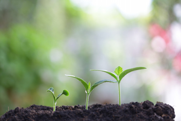 野草酵素の魅力と口コミは まとめてみました Supplement Information 3