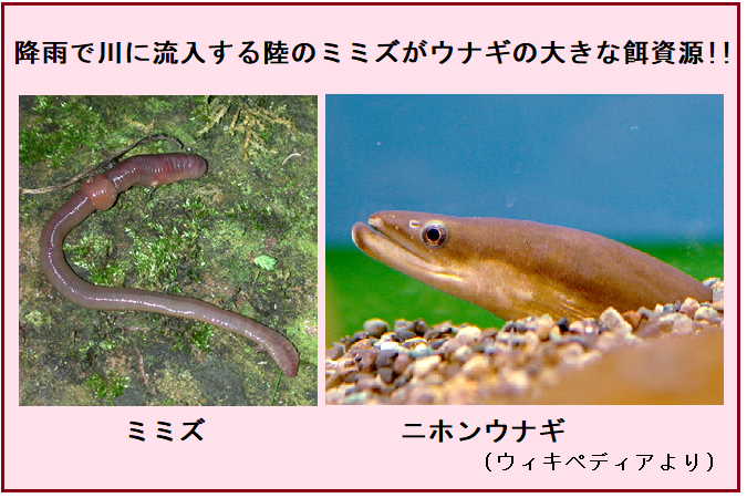 天然ウナギは陸のミミズで育つ 抗菌アロマテラピー研究会 天然ウナギは陸のミミズで育つ 抗菌アロマテラピー研究会