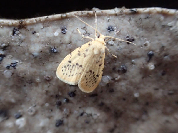 玄関開けたら飛び立つ小さな蛾 今日の謎虫 なぞむし なんだチミは