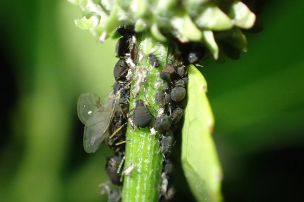 続 キツネアザミにつく黒いアブラムシ 今日の謎虫 なぞむし なんだチミは