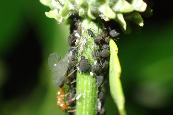 続 キツネアザミにつく黒いアブラムシ なんだチミは 君の名は