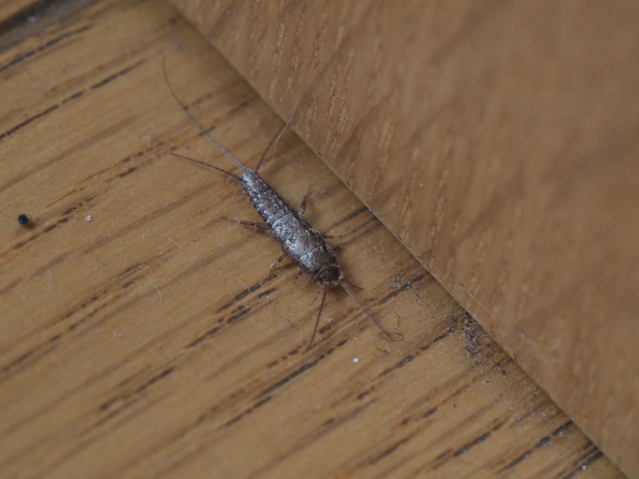 シミったれ 今日の謎虫 なぞむし なんだチミは