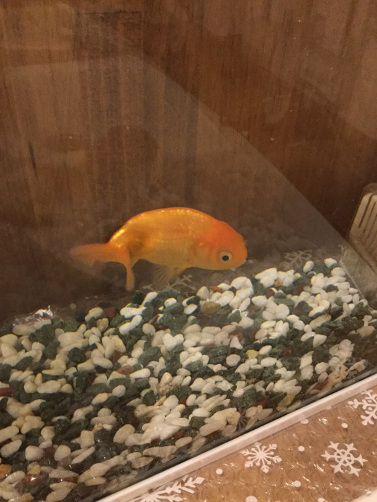 金魚の怪我 しぜん研究所 金魚の怪我 しぜん研究所