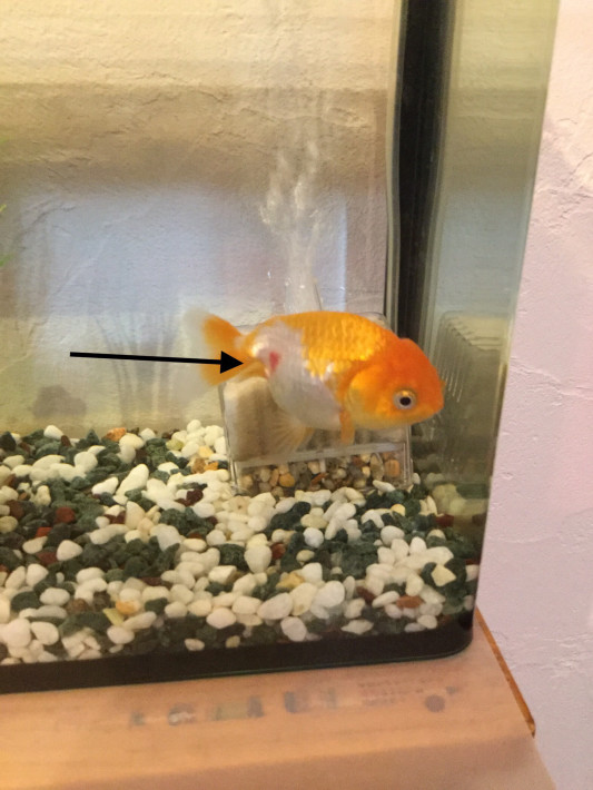 金魚の怪我 しぜん研究所 金魚の怪我 しぜん研究所