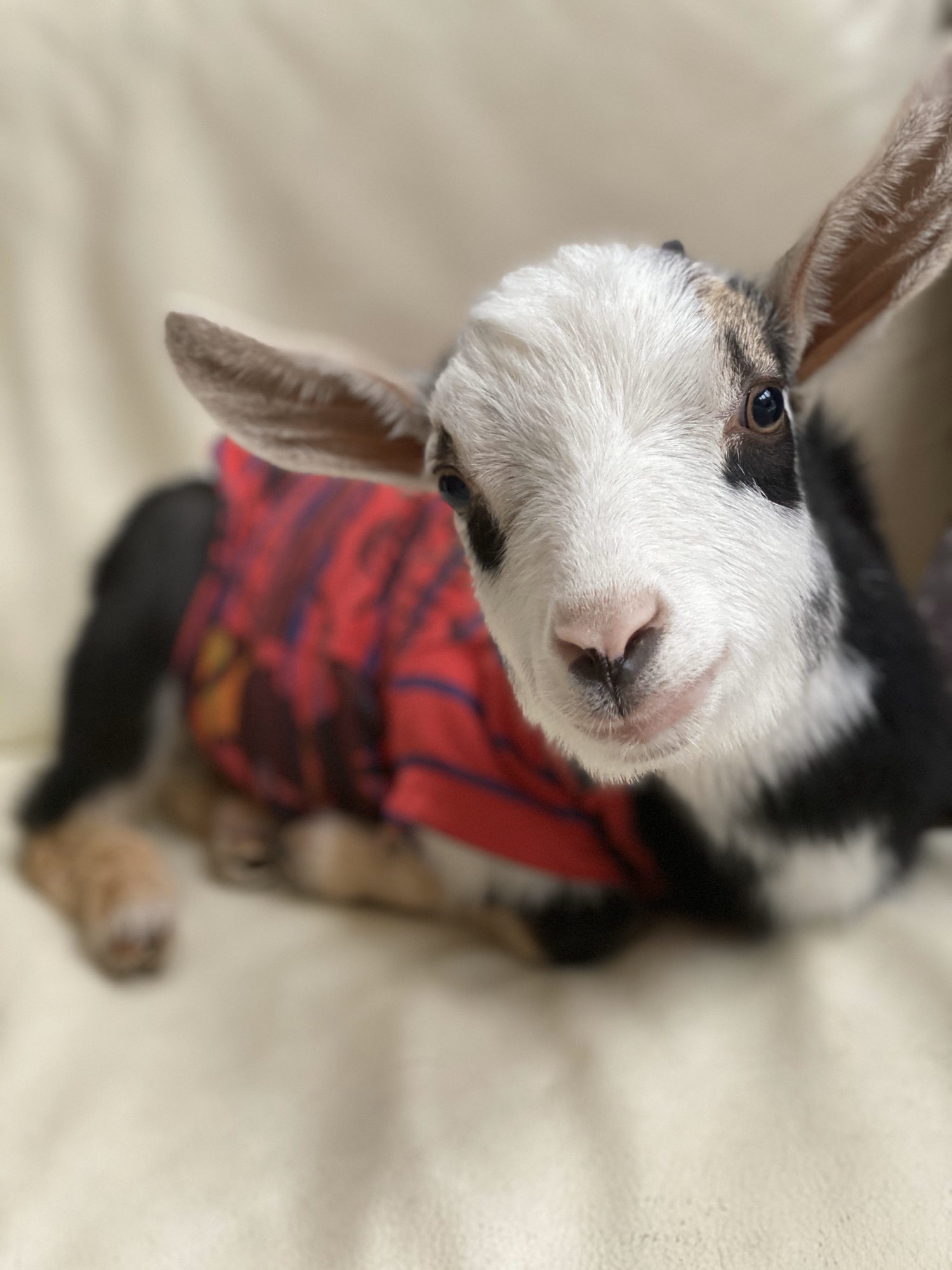 Mini Yanagi PROFILE | ミニヤギ 豆ヤギ専門店petite ferme