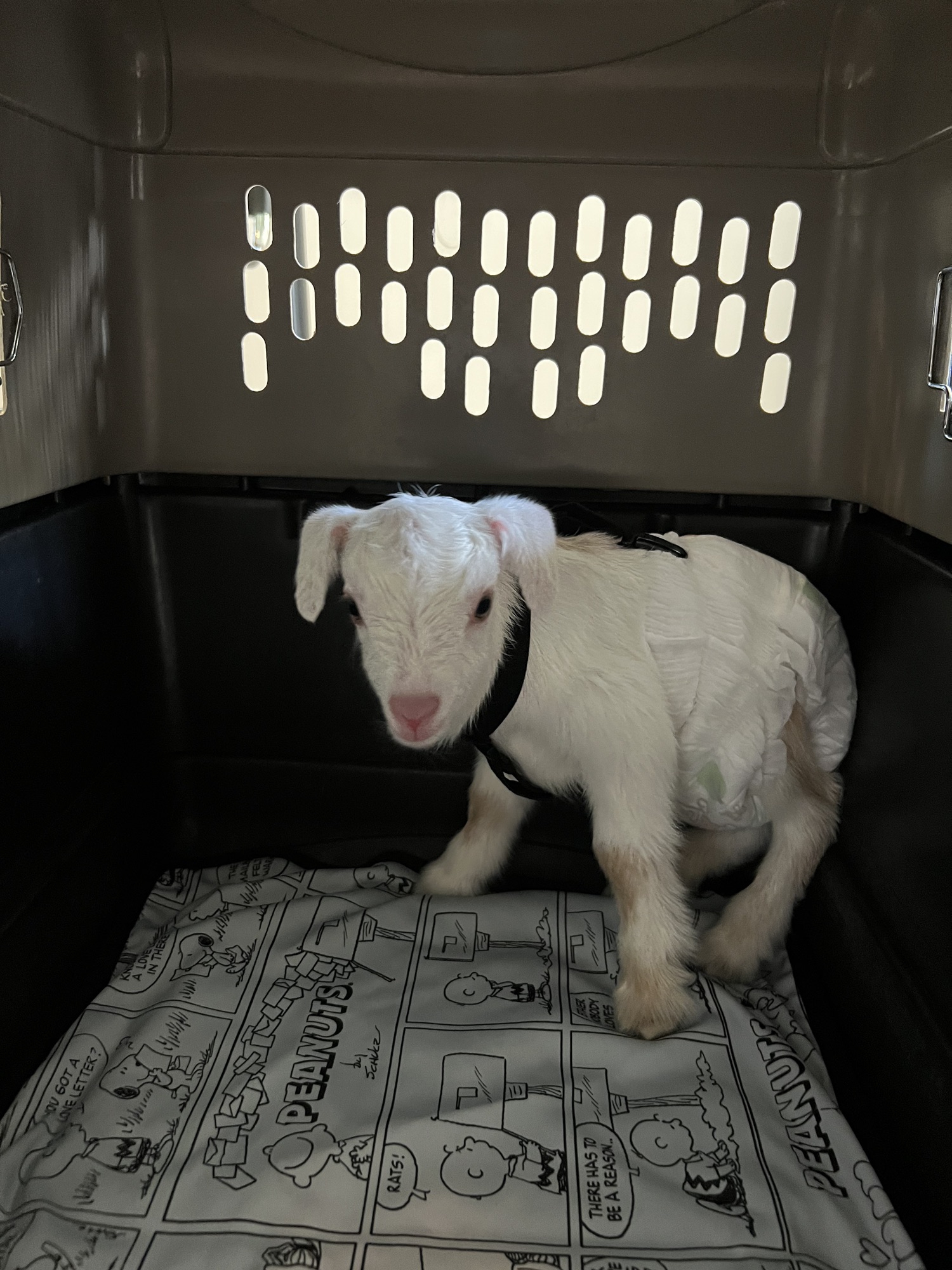 HOME | ミニヤギ 豆ヤギ専門店petite ferme