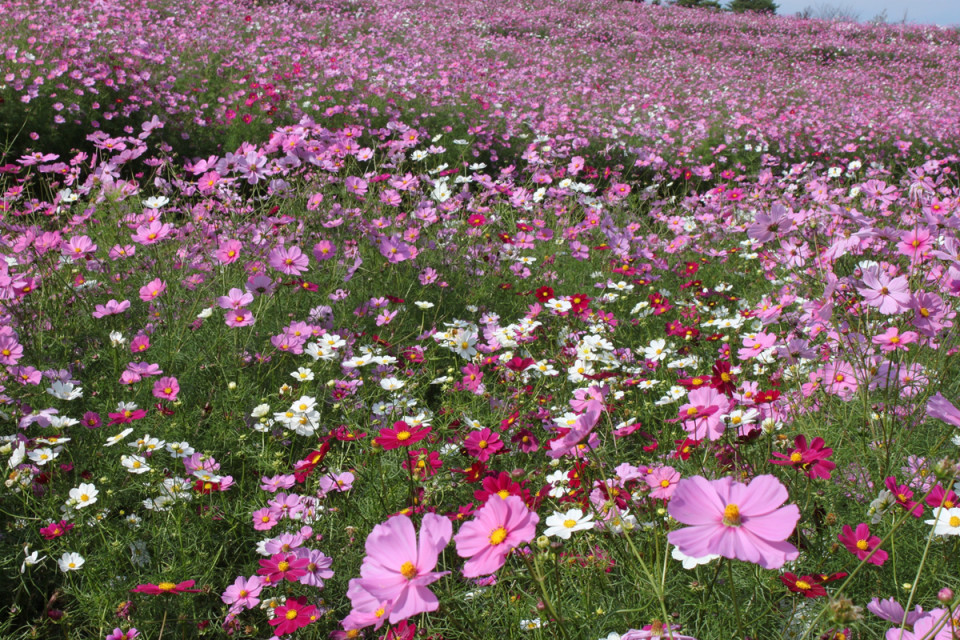 横浜市磯子区の花 コスモス 横浜18区花めぐり Vol 04 Yocco18