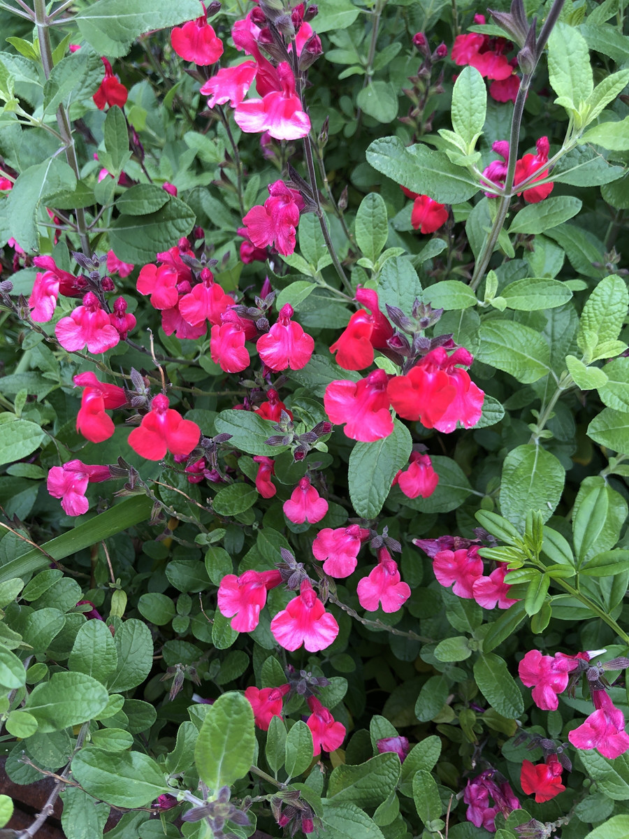 横浜市 鶴見区の花 サルビア 横浜18区花めぐり Vol 03 Yocco18 横浜市 鶴見区の花 サルビア 横浜18区花めぐり Vol 03 Yocco18