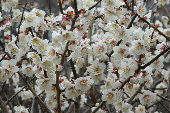 横浜市 港北区の花は 梅 ウメ 横浜18区花めぐり Vol 02 Yocco18