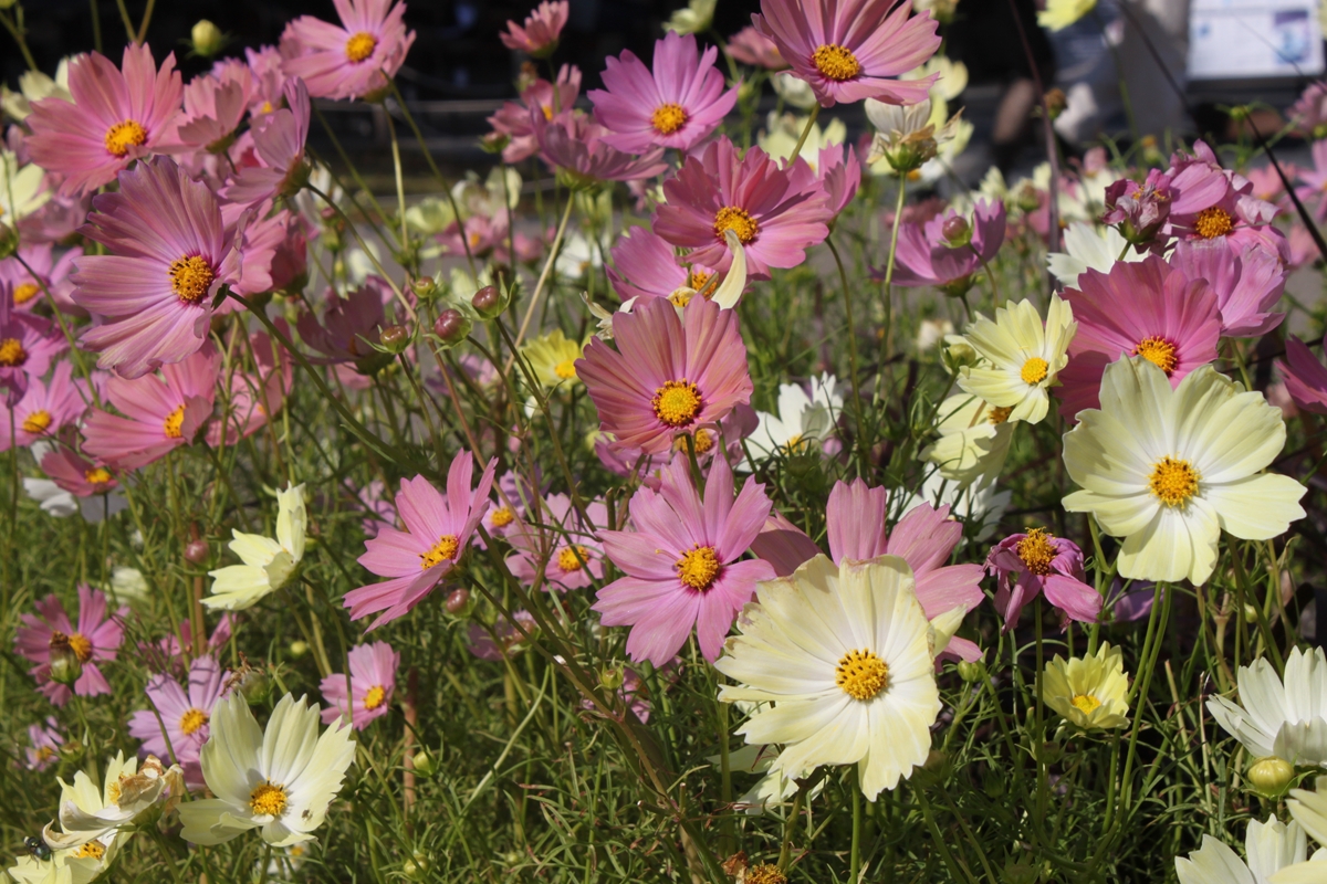 bd67f781f4c502a3d42dda32c2bfe9